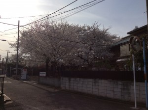 　　蓮華寺の桜