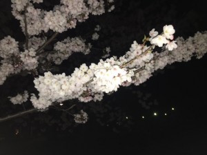 たけのこ　桜　1